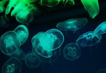 Beautiful jellyfish swim in an aquarium, close up © Raisa Kanareva