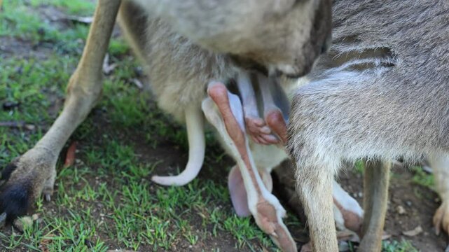 親カンガルーの袋からはみ出たアルビノの子どもカンガルー、無人