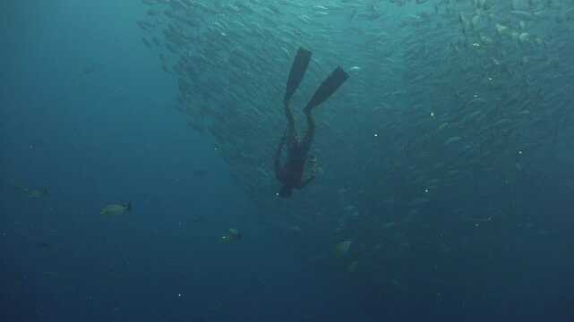 A freediver performs a freefall headfirst near a massive school of jacks. The freediver stops, letting the fish surround them. After about half a minute, the freediver begins his ascent.