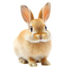Obraz premium Adorable Fluffy Rabbit Sitting and Looking Curiously at