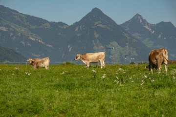 Cows in a mountain field. Cow at alps. Brown cow in front of mountain landscape. Cattle on a...