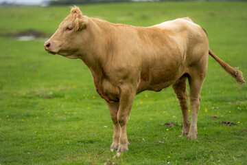 Cows on summer pasture. Cows on dairy milk farm. Cows on pasture. Livestock animals. Cows grazing on farmland.