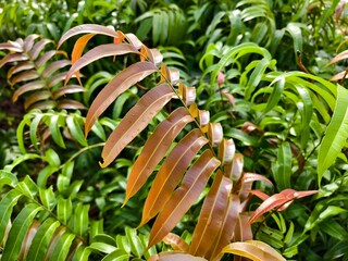 Kelakai plants (Stenochlaena Palustris) grow wild and abundantly in the tropical nature of Kalimantan © RMX IMG