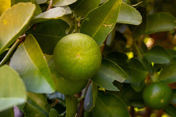 lemon on tree