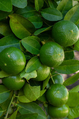 lime on the tree