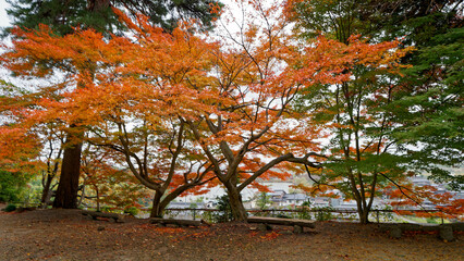 雨の故宮神社の紅葉