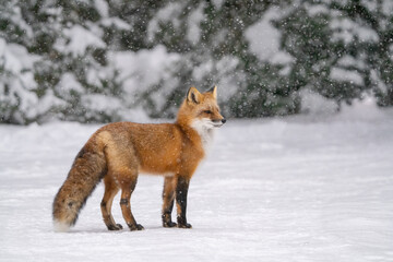 Obraz premium red fox in snow