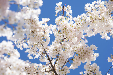 Flowers of cherry blossom. Spring background. Branches of blossom cherry tree. White cherry tree blossom flowers blooming in springtime. Spring bloom. White blossom.