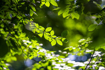 Fototapeta premium Green leaf background. Leaf in forest. Leaves plants backdrop. Nature of green leaf in garden at summer. Natural green leaves plants. Forest background. Green nature background.