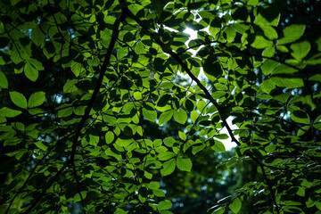 Green nature background. Green Leaves background. Green leaf in forest. Green leaf background. Leaf forest on blurred greenery background. Leaves plants backdrop.