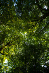 Leaves background. Green nature background. Green leaf in forest. Green leaf background. Green leaf forest on blurred greenery background. Leaves plants backdrop.