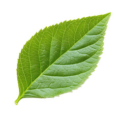 Obraz premium Close-up of a Healthy Green Leaf with Intricate Vein Structure in Nature