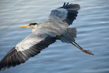 A close-up image of a grey heron gliding across Jurong Lake in Singapore. This is not AI generated.