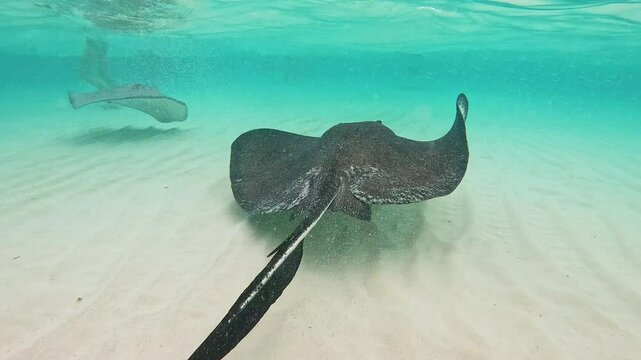 Southern stingray swimming in shallow turquoise water over sandy bottom in the cayman islands