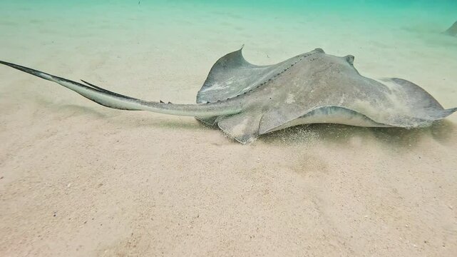 Southern stingray swimming over sandy bottom in the clear, shallow waters of the caribbean sea, cayman islands