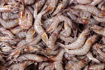 Shrimps in the market. Fresh seafood. Animal protein.