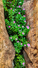Pink flowers in the crevices of rocks