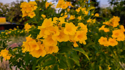 yellow flowers
