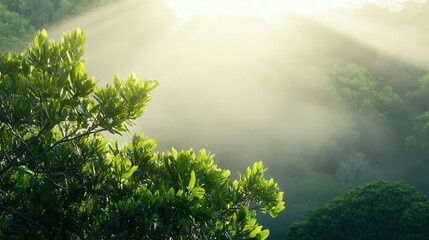 Coastal mangroves with mist rising, blending sunlight, water vapor, and energy exchange