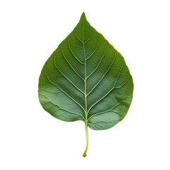 Fototapeta premium Detailed Green Leaf with Intricate Patterns and Veins in Nature