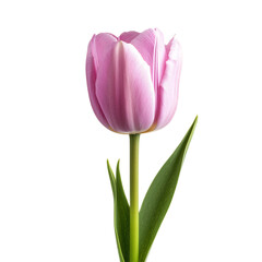 Naklejka premium Elegant Pink Tulip Flower Blooming on White Background