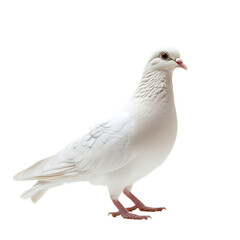 Obraz premium Elegant white dove perched with calm and peaceful expression in natural environment