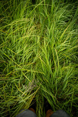 Feet Of Hiker Standing In Tall Bright Grass Along Trail
