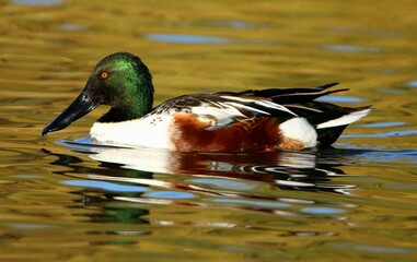 Northern Shoveler in the Water