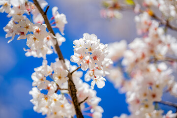 White blooming flowers in spring time. Nature background. Blooming branch of flowers. Blooming flower pattern design. Cherry blossoms in blooming.