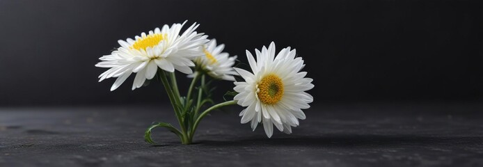 Fototapeta premium single white chrysanthemum bud on dark surface , dark, chrysanthemum, black background