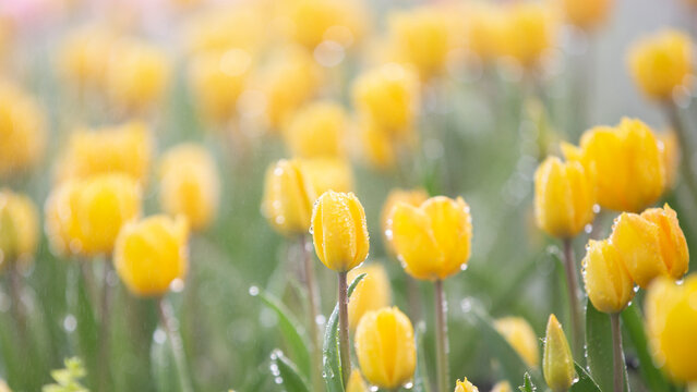 a bulbous spring-flowering plant of the lily family