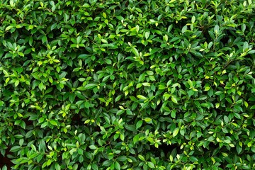 green leaves wall background, leaf wall nature background
