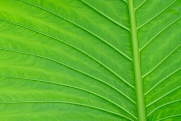 green leaves wall background, leaf wall nature background