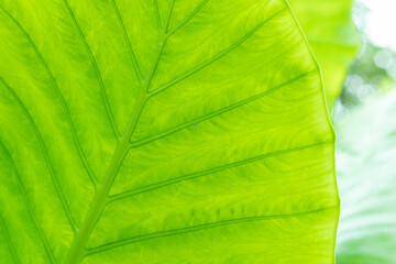 green leaves wall background, leaf wall nature background