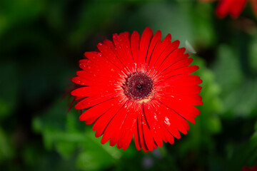 Beautiful red gerbera flower in the garden, stock photo