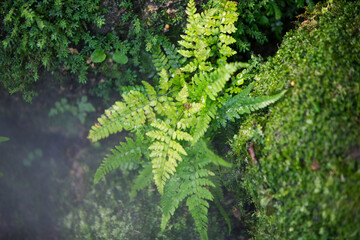 Green fern growing on a rock covered with moss in the forest © Champ