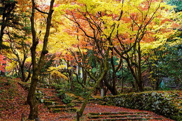 紅葉に包まれたお寺の参道