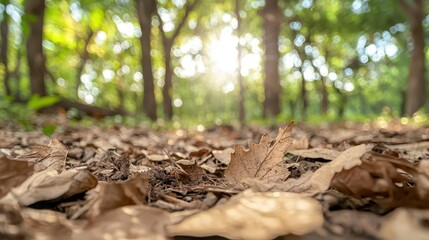 Forest floor with sunlight filtering through, emphasizing the energy exchange in transpiration