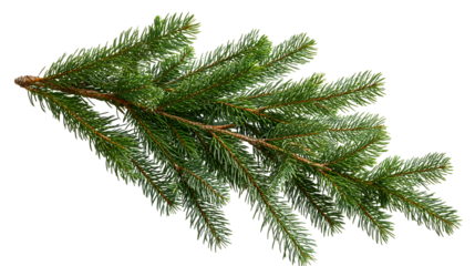 Christmas tree branch isolated on transparent, png for a Christmas decor. Branches close-up. Collection of Fir Branches