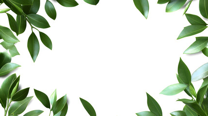 Floral corners with green twigs of ruscus and a frame isolated on white or transparent background
