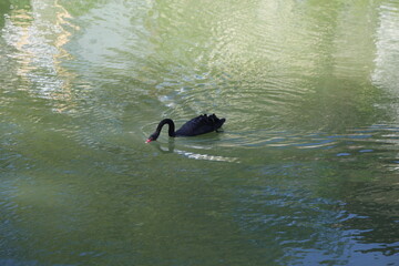 A black swan swimming on the lake, a photograph taken from above on a sunny day, with green water