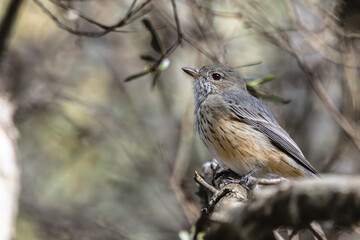 A female Rufous Whistler perched on a branch
