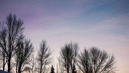 Twilight sky with silhouetted trees creating a tranquil winter landscape at dusk