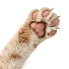 Close-up of a raised cat hand, 3d cartoon style., isolated on transparent background