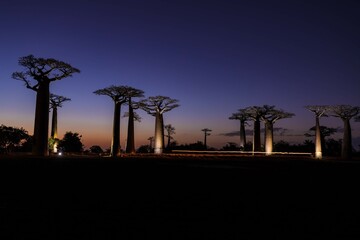  Illuminated Baobab Trees Under a Starry Night Sky, Morondava, Madagascar