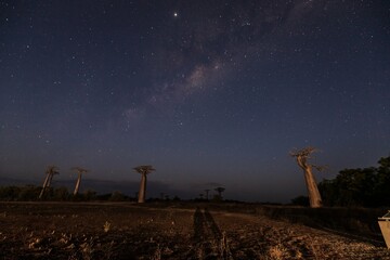 Milky Way Arching Over the Majestic Baobabs, Avenue of the Baobabs, Morondava, Madagascar 