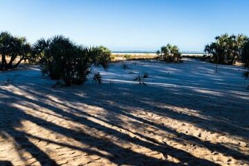  Sandy Landscape with Vegetation and Long Shadows, Morondava Beach, Madagascar
