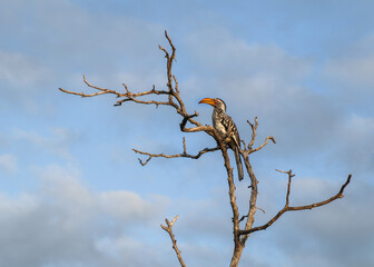 red billed hornbill