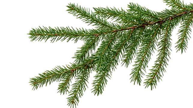 fir tree branches isolated. Branch tree, fir evergreen twig to xmas holiday. isolated on transparent, png - Powered by Adobe