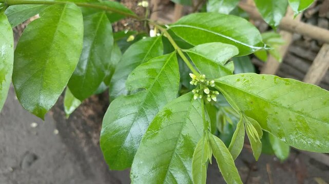 Close-up shot of a fresh Gnetum gnemon tree leaf, showcasing its unique texture and vibrant green color, perfect for nature and plant-themed content
